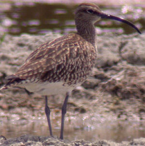 Whimbrel 
&copy; Emmanuel Fr�ri