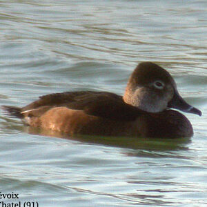 Ring-necked Duck