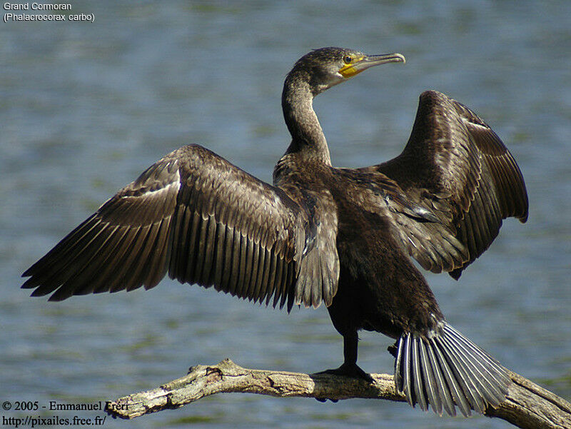 Great Cormorant