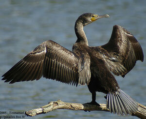 Great Cormorant 
&copy; Emmanuel Fr�ri