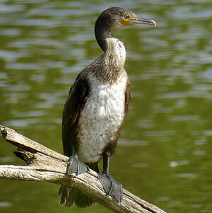 Great Cormorant 
&copy; Emmanuel Fr�ri