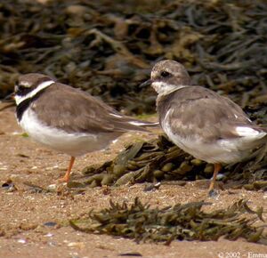Common Ringed Plover 
&copy; Emmanuel Fr�ri