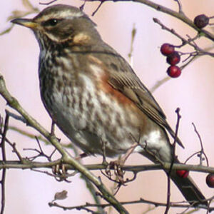 Redwing 
&copy; Emmanuel Fr�ri