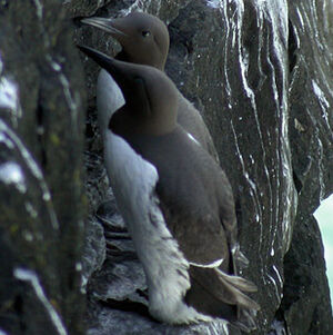 Guillemot de Tro�l