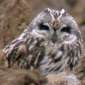 Short-eared Owl 
&copy; Emmanuel Fr�ri