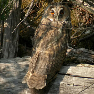Hibou moyen-duc 
&copy; Emmanuel Fr�ri