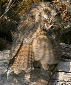 Hibou moyen-duc 
&copy; Emmanuel Fr�ri