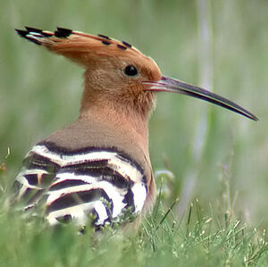 Eurasian Hoopoe 
&copy; Emmanuel Fr�ri