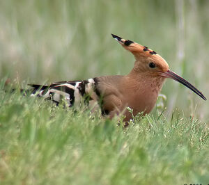 Eurasian Hoopoe 
&copy; Emmanuel Fr�ri