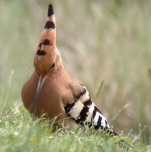 Eurasian Hoopoe 
&copy; Emmanuel Fr�ri