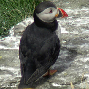 Atlantic Puffin 
&copy; Emmanuel Fr�ri