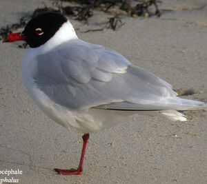 Mediterranean Gull 
&copy; Emmanuel Fr�ri