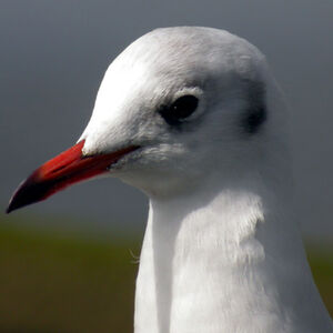 Black-headed Gull 
&copy; Emmanuel Fr�ri