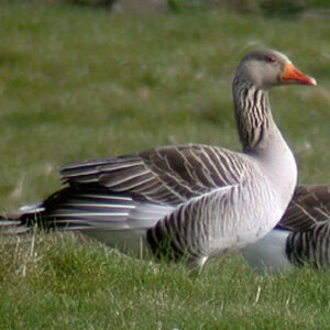 Greylag Goose 
&copy; Emmanuel Fr�ri