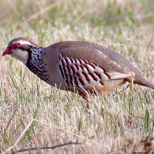 Red-legged Partridge 
&copy; Emmanuel Fr�ri