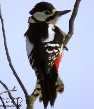 Great Spotted Woodpecker 
&copy; Emmanuel Fr�ri