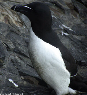 Pingouin torda 
&copy; Emmanuel Fr�ri