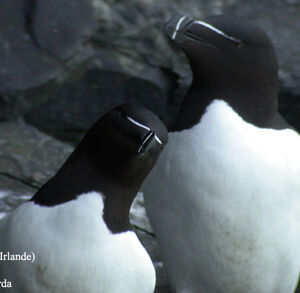 Pingouin torda 
&copy; Emmanuel Fr�ri