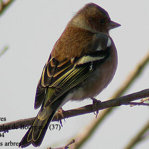 Common Chaffinch 
&copy; Emmanuel Fr�ri