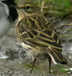 Meadow Pipit 
&copy; Emmanuel Fr�ri