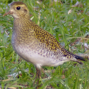 European Golden Plover 
&copy; Emmanuel Fr�ri