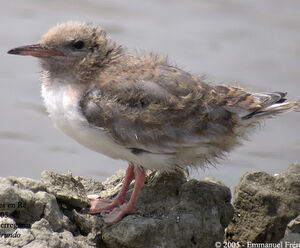 Common Tern 
&copy; Emmanuel Fr�ri