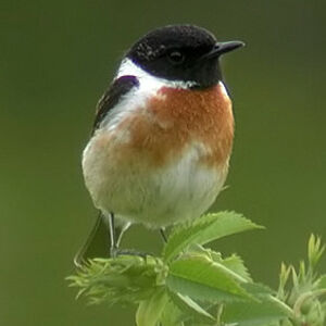 European Stonechat