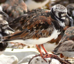 Ruddy Turnstone 
&copy; Emmanuel Fr�ri