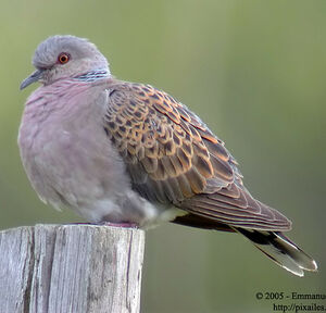 European Turtle Dove 
&copy; Emmanuel Fr�ri