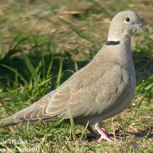 Eurasian Collared Dove 
&copy; Emmanuel Fr�ri