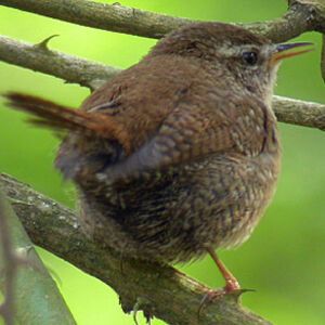 Troglodyte mignon