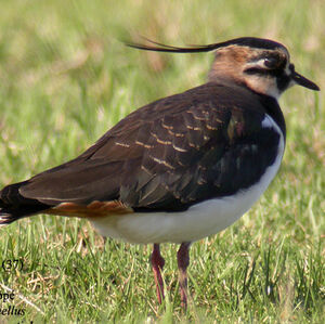 Northern Lapwing