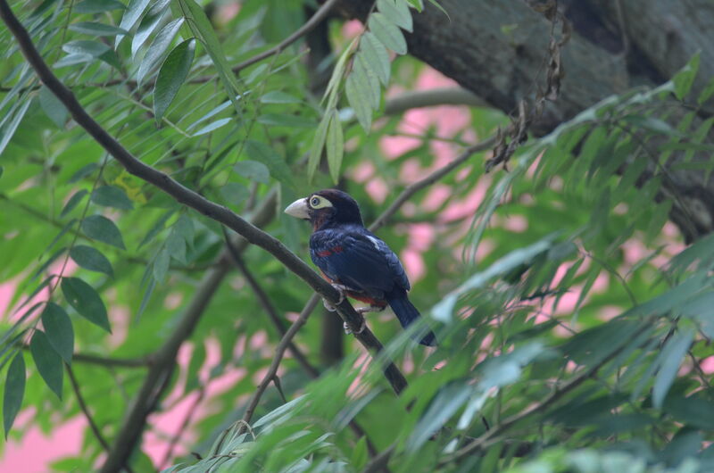 Double-toothed Barbet male adult, identification