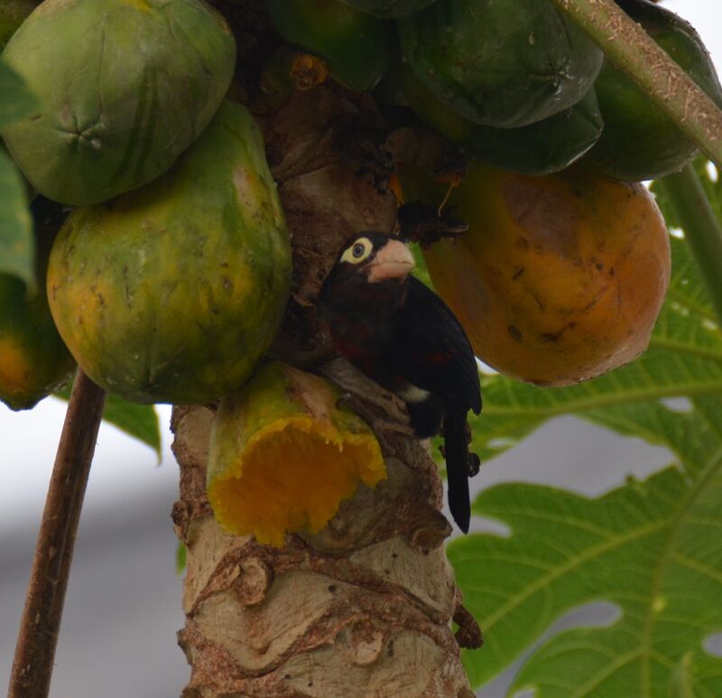 Double-toothed Barbet male adult, identification, feeding habits, eats