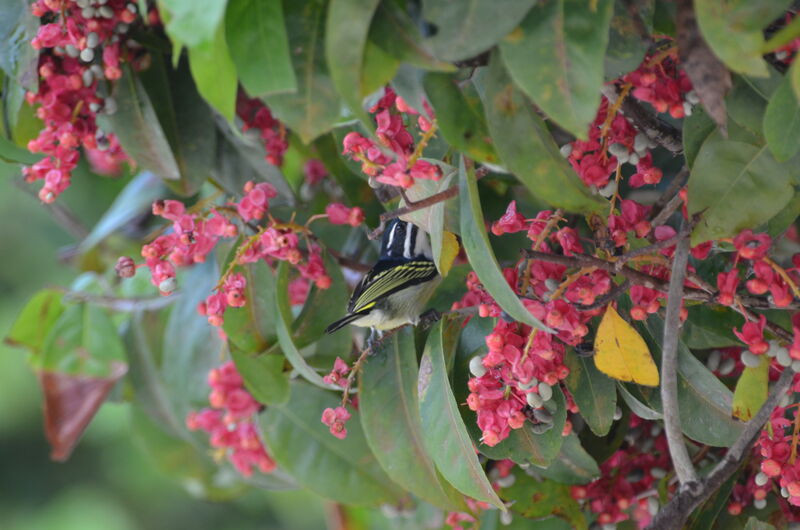 Yellow-rumped Tinkerbird (leucolaimus)adult, identification