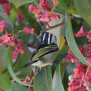 Yellow-rumped Tinkerbird (leucolaimus)