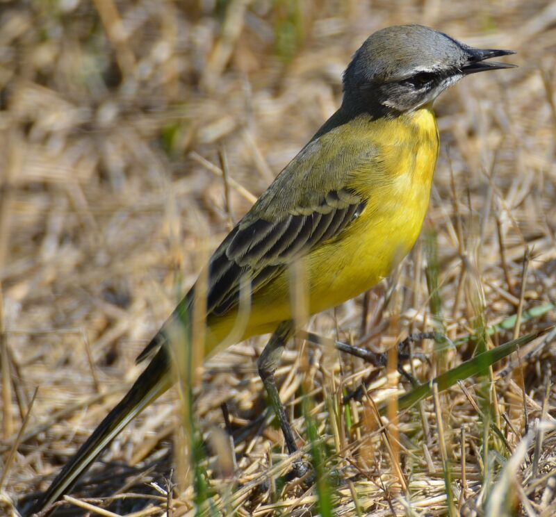 Western Yellow Wagtail, Behaviour