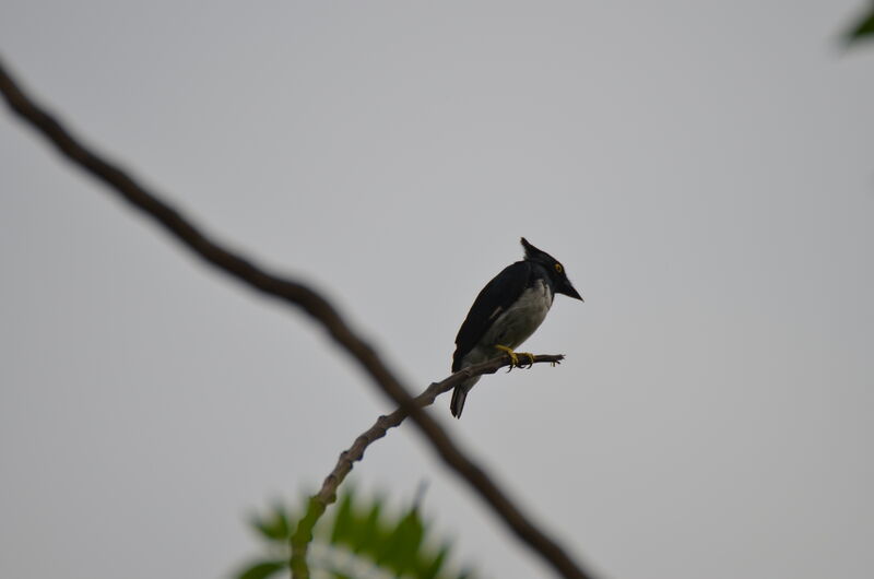 Black-and-white Shrike-flycatcher male, identification