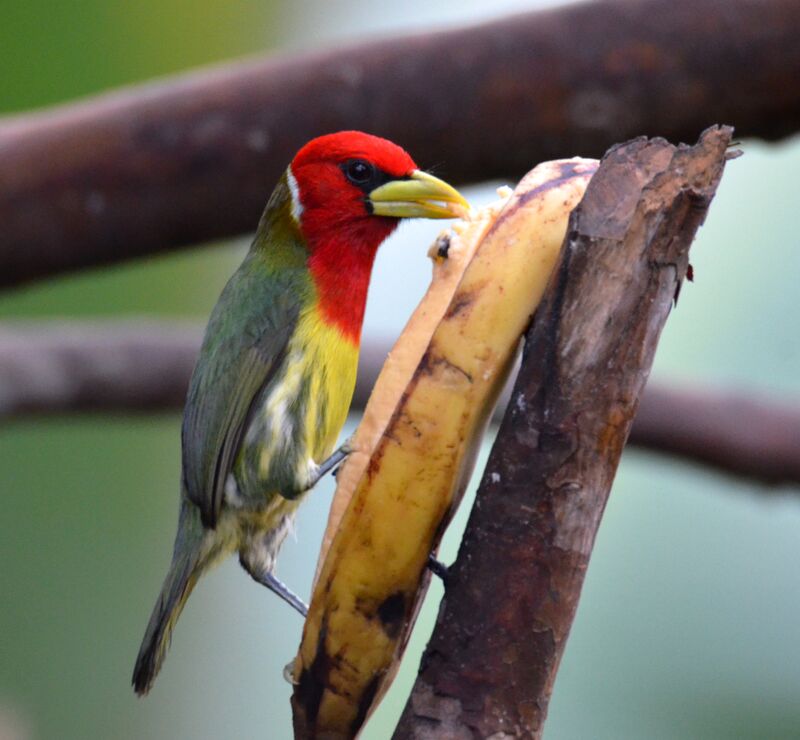 Red-headed Barbet male adult, identification, feeding habits, eats