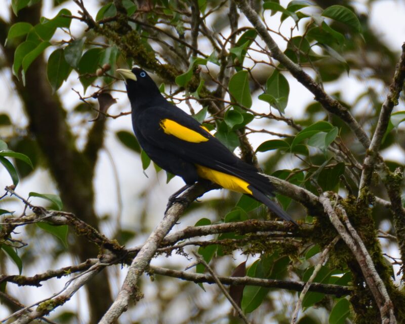 Yellow-rumped Caciqueadult, identification