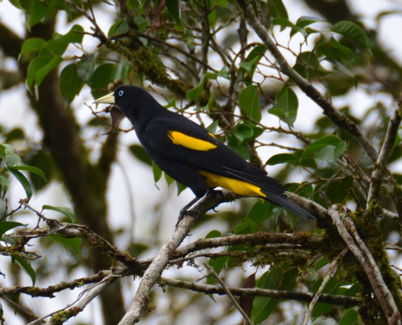 Yellow-rumped Caciqueadult, identification