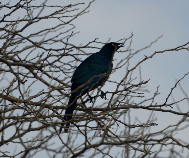 Long-tailed Glossy Starling female adult, identification