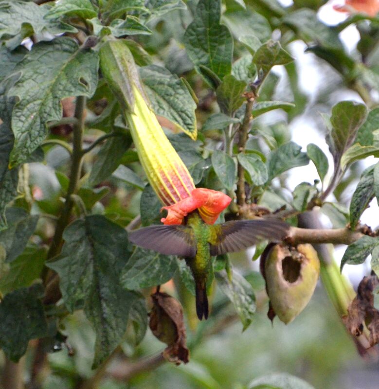 Sword-billed Hummingbirdadult, identification, Flight, feeding habits, eats
