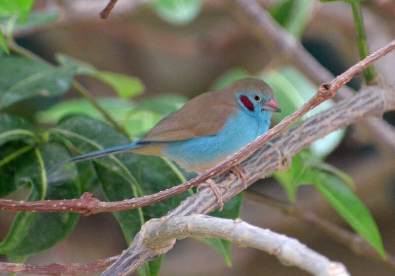 Red-cheeked Cordon-bleu male, identification