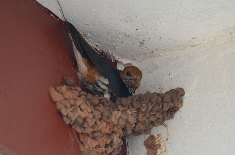 Lesser Striped Swallow, identification, Reproduction-nesting
