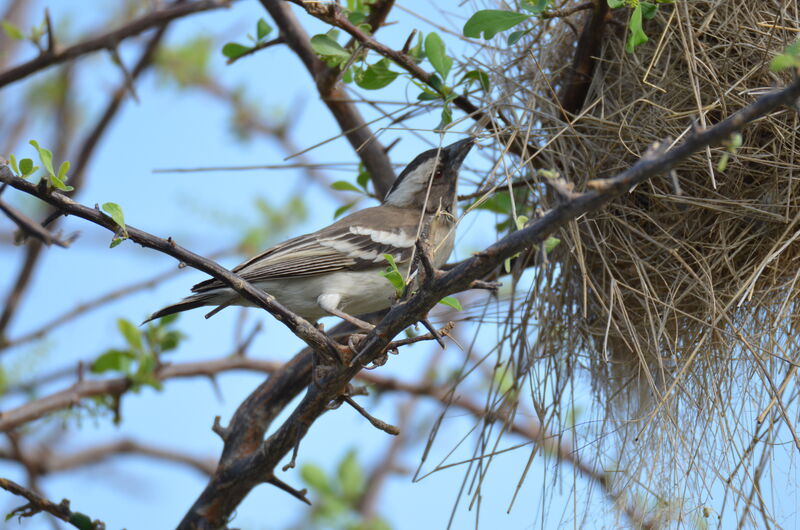 White-browed Sparrow-Weaveradult, identification, Reproduction-nesting