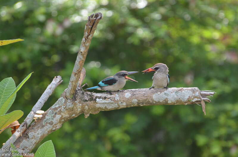 Woodland Kingfisher, feeding habits, Reproduction-nesting, Behaviour