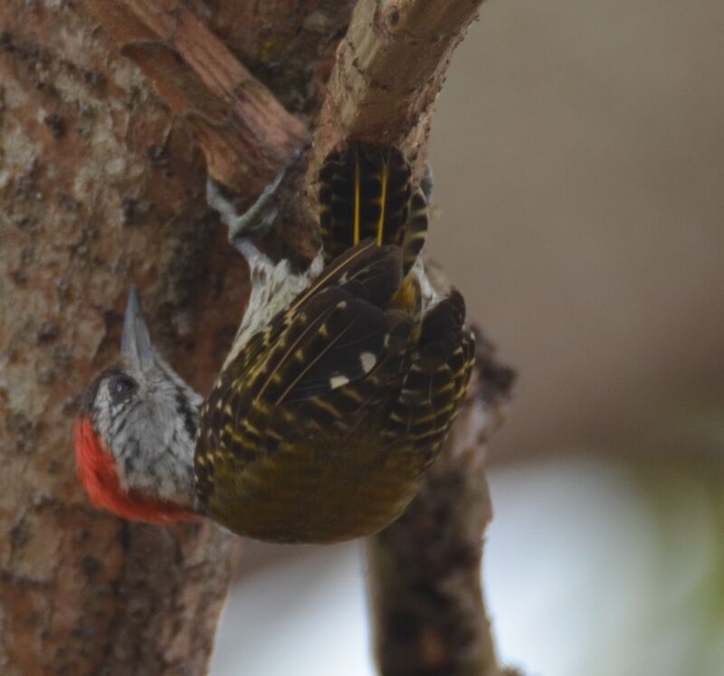 Cardinal Woodpecker male adult, identification