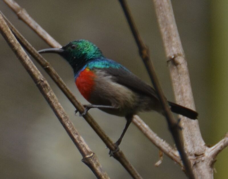 Tiny Sunbird male adult, identification
