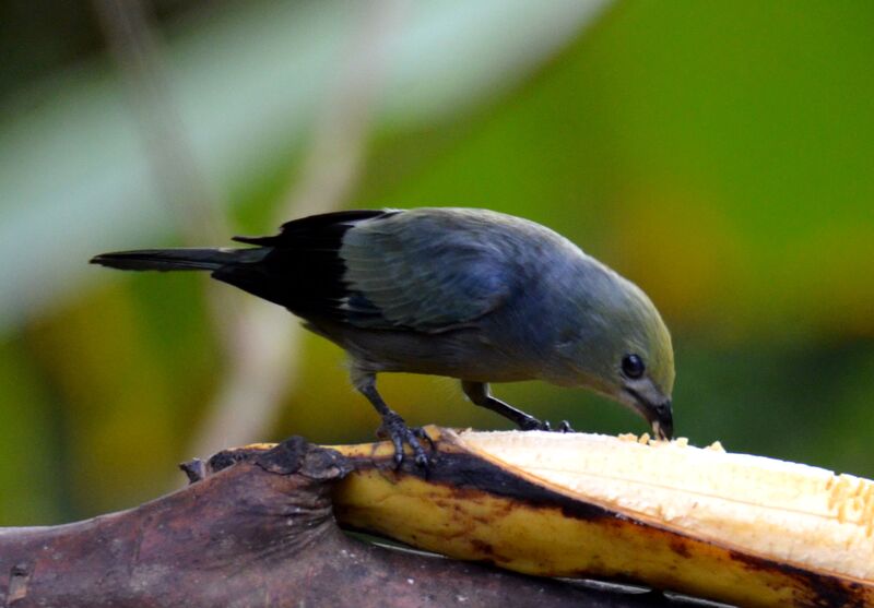 Palm Tanageradult, identification, feeding habits, eats
